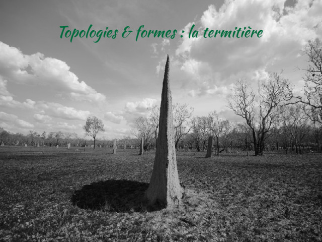 Topologies & formes : la termitière
