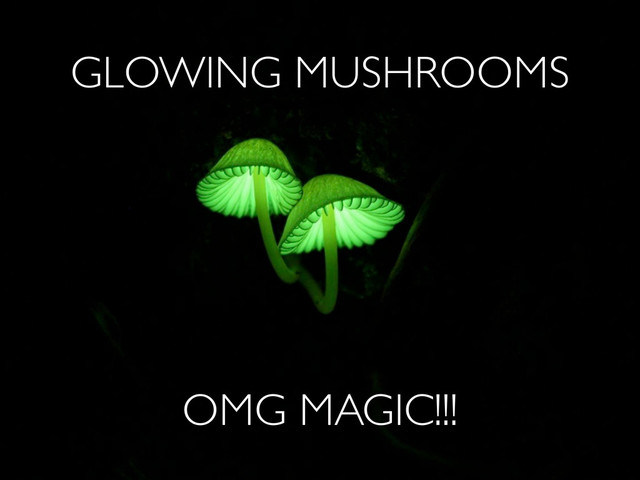 GLOWING MUSHROOMS
OMG MAGIC!!!
