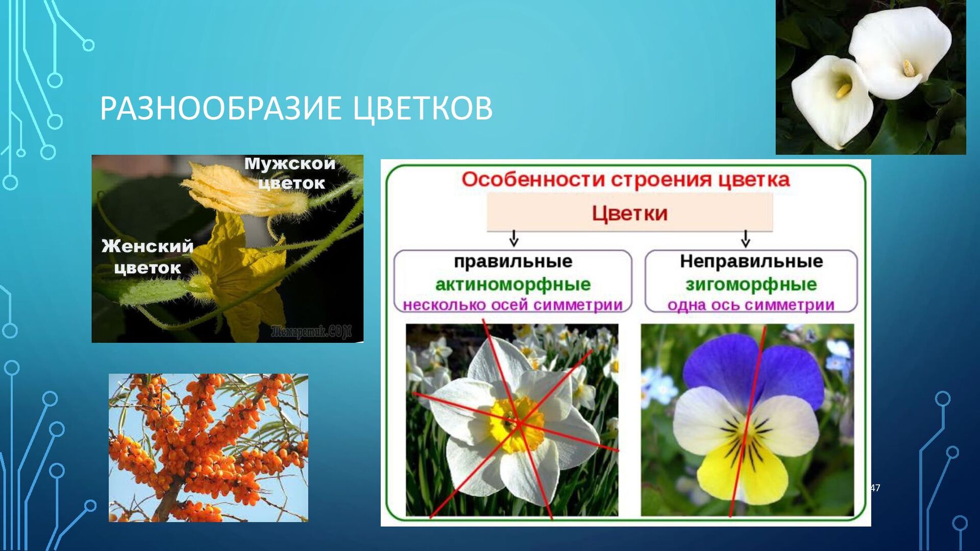 Многообразие цветковых