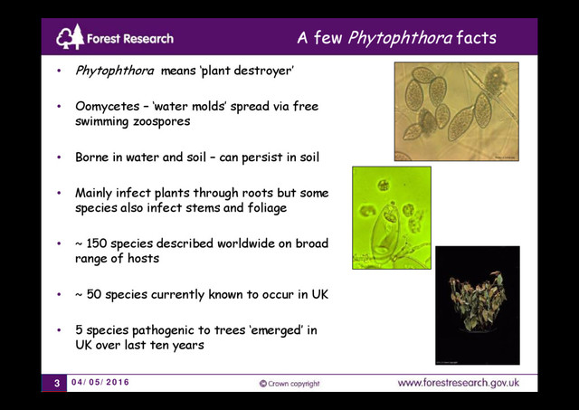 04/05/2016
3
• Phytophthora means ‘plant destroyer’
• Oomycetes – ‘water molds’ spread via free
swimming zoospores
• Borne in water and soil – can persist in soil
• Mainly infect plants through roots but some
species also infect stems and foliage
• ~ 150 species described worldwide on broad
range of hosts
• ~ 50 species currently known to occur in UK
• 5 species pathogenic to trees ‘emerged’ in
UK over last ten years
A few Phytophthora facts
