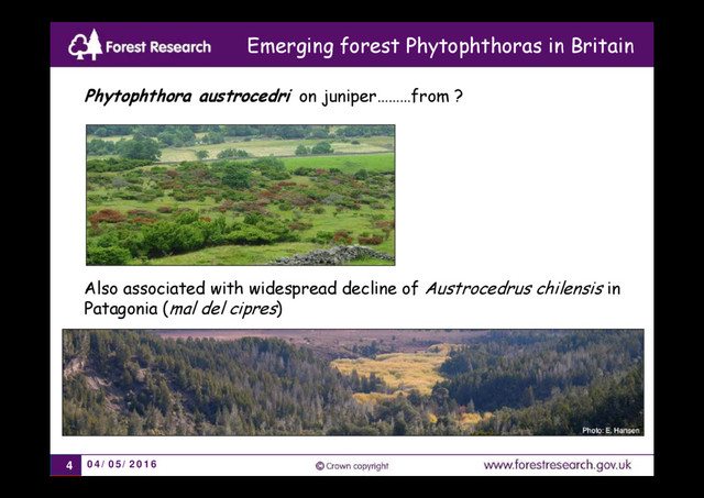 04/05/2016
4
Phytophthora austrocedri on juniper………from ?
Also associated with widespread decline of Austrocedrus chilensis in
Patagonia (mal del cipres)
Emerging forest Phytophthoras in Britain
