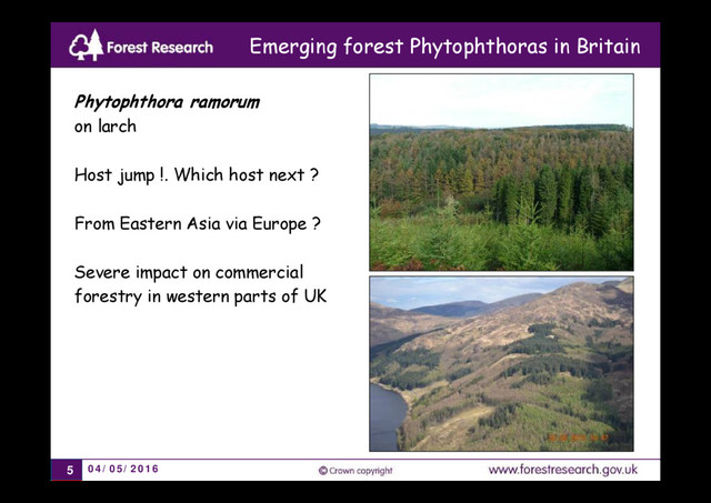 04/05/2016
5
Phytophthora ramorum
on larch
Host jump !. Which host next ?
From Eastern Asia via Europe ?
Severe impact on commercial
forestry in western parts of UK
Emerging forest Phytophthoras in Britain
