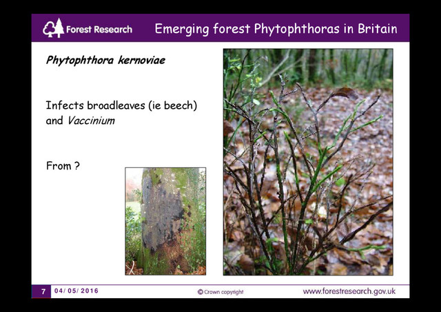 04/05/2016
7
Phytophthora kernoviae
Infects broadleaves (ie beech)
and Vaccinium
From ?
Emerging forest Phytophthoras in Britain
