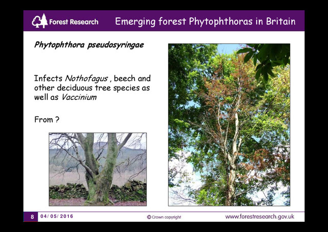 04/05/2016
8
Phytophthora pseudosyringae
Infects Nothofagus , beech and
other deciduous tree species as
well as Vaccinium
From ?
Emerging forest Phytophthoras in Britain
