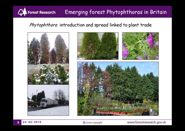 04/05/2016
9
Phytophthora introduction and spread linked to plant trade
Emerging forest Phytophthoras in Britain
