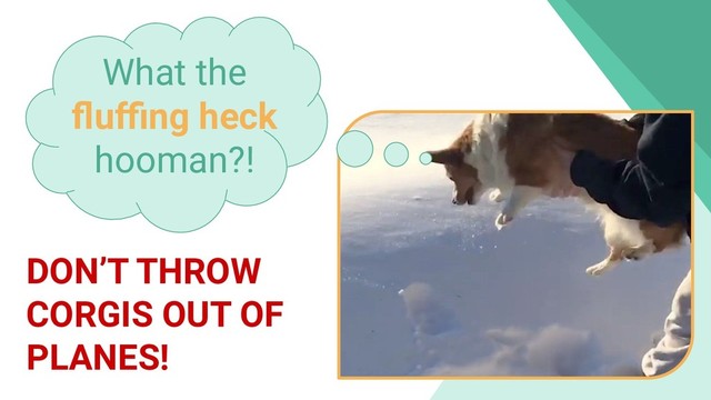 What the
ﬂuﬃng heck
hooman?!
DON’T THROW
CORGIS OUT OF
PLANES!
