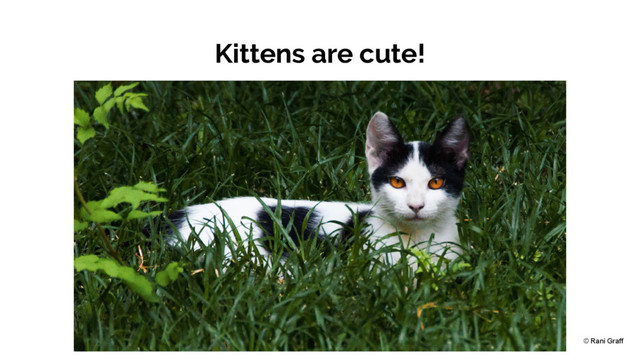 Kittens are cute!
© Rani Graff
