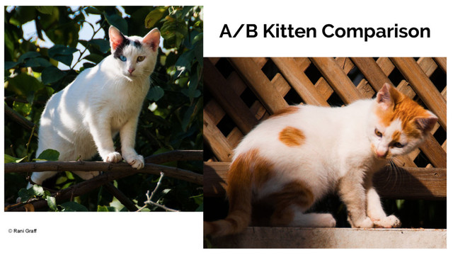 A/B Kitten Comparison
© Rani Graff
