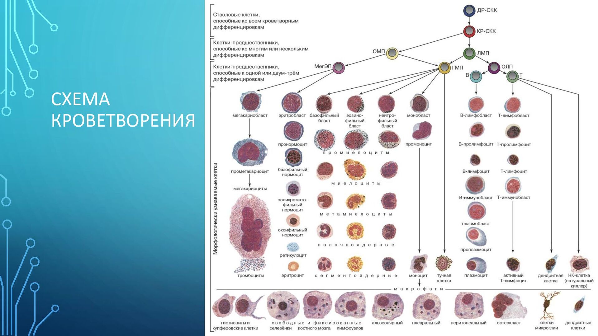 Развитие клеток крови. Схема кроветворения и.л.Чертков а.и.воробьёв. Схема гемопоэза иммунология. Схема кроветворения Черткова. Схема кроветворения стволовая клетка.