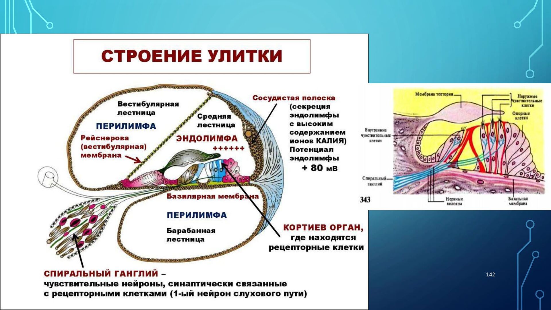 Эндолимфа улитки. Строение улитки внутреннего уха. Анатомические структуры внутреннего уха. Строение внутреннего уха эндолимфа. Строение и функции улитки внутреннего уха.