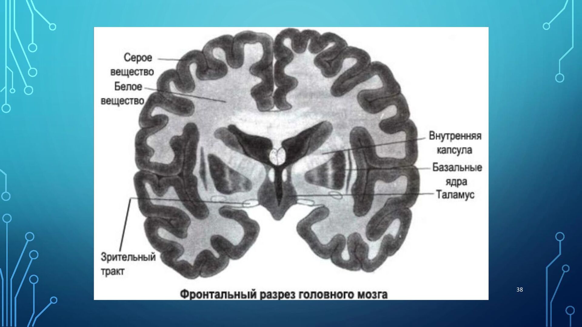Серый мозг латынь. Серое вещество ядер больших полушарий. Серое вещество конечного мозга расположено. Белое и серое вещество головного мозга функции. Серое вещество головного мозга (базальные ядра).