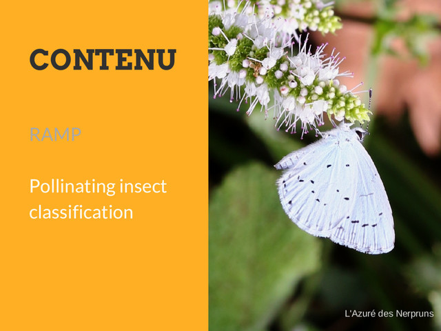 CONTENU
RAMP
Pollinating insect
classification
L'Azuré des Nerpruns
