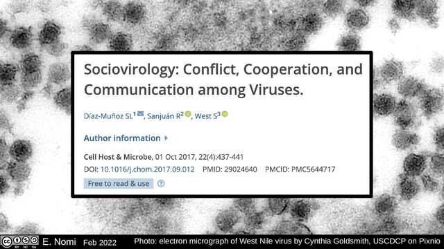 Photo: electron micrograph of West Nile virus by Cynthia Goldsmith, USCDCP on Pixnio
Feb 2022

