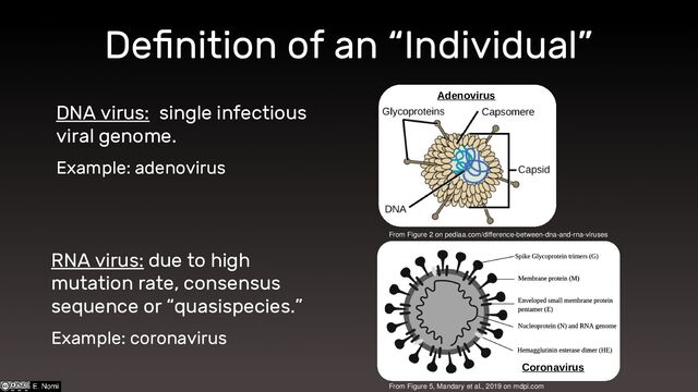 Definition of an “Individual”
DNA virus: single infectious
viral genome.
Example: adenovirus
RNA virus: due to high
mutation rate, consensus
sequence or “quasispecies.”
Example: coronavirus
Coronavirus
From Figure 2 on pediaa.com/difference-between-dna-and-rna-viruses
From Figure 5, Mandary et al., 2019 on mdpi.com
Adenovirus
