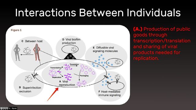 (A.) Production of public
goods through
transcription/translation
and sharing of viral
products needed for
replication.
Interactions Between Individuals
