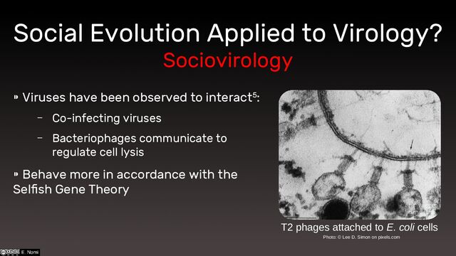 ⁍ Viruses have been observed to interact5:
– Co-infecting viruses
– Bacteriophages communicate to
regulate cell lysis
⁍ Behave more in accordance with the
Selfish Gene Theory
Social Evolution Applied to Virology​
?
Sociovirology
T2 phages attached to E. coli cells
Photo: © Lee D. Simon on pixels.com
