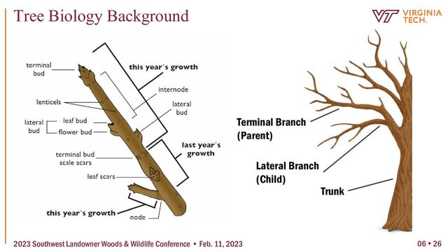 06  26
Tree Biology Background
2023 Southwest Landowner Woods & Wildlife Conference • Feb. 11, 2023
Trunk
Lateral Branch
(Child)
Terminal Branch
(Parent)

