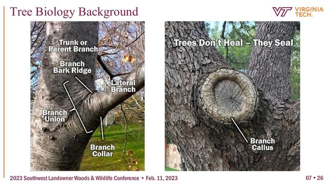 07  26
Tree Biology Background
2023 Southwest Landowner Woods & Wildlife Conference • Feb. 11, 2023
Trunk or
Parent Branch
Branch
Bark Ridge
Branch
Collar
Lateral
Branch
Branch
Union
Branch
Callus
Trees Don’t Heal – They Seal

