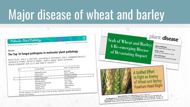 Major disease of wheat and barley
