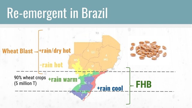 FHB
+rain cool
+rain warm
-rain hot
+rain/dry hot
Wheat Blast
90% wheat crops
(5 million T)
Re-emergent in Brazil
