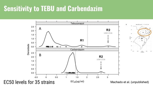 EC50 levels for 35 strains
R2
R1
R2
Machado et al. (unpublished)
Sensitivity to TEBU and Carbendazim
