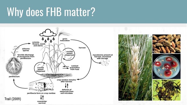 Trail (2009)
Why does FHB matter?
Trail (2009)
