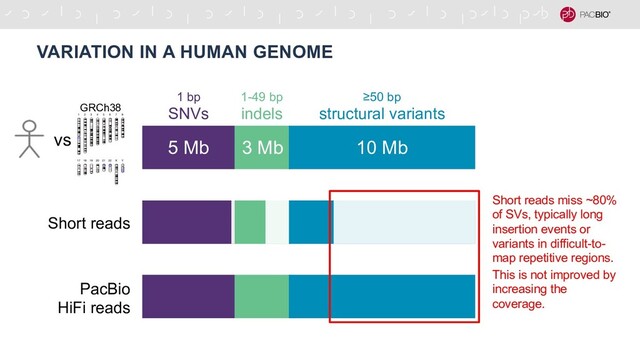 VARIATION IN A HUMAN GENOME
5 Mb 3 Mb 10 Mb
1 bp
SNVs
≥50 bp
structural variants
1-49 bp
indels
PacBio
HiFi reads
Short reads
vs
GRCh38
Short reads miss ~80%
of SVs, typically long
insertion events or
variants in difficult-to-
map repetitive regions.
This is not improved by
increasing the
coverage.
