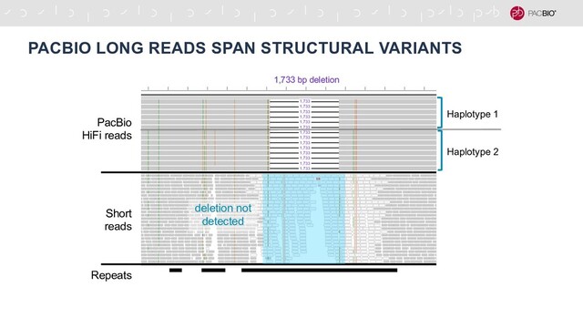 PACBIO LONG READS SPAN STRUCTURAL VARIANTS
1,733
1,733 bp deletion
deletion not
detected
1,733
1,733
1,733
1,733
1,733
1,733
1,733
1,733
1,733
1,733
1,733
1,733
1,733
Haplotype 1
Haplotype 2
PacBio
HiFi reads
Short
reads
Repeats
