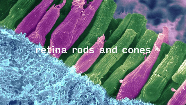 retina rods and cones
