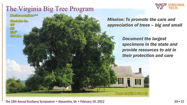 Mission: To promote the care and
appreciation of trees – big and small
Document the largest
specimens in the state and
provide resources to aid in
their protection and care
Maclura pomifera**
Charlotte Co.
65’
93’
328”
416 pts.
Photo credit: A. Cassell
The 18th Annual EcoSavvy Symposium • Alexandria, VA • February 19, 2022
The Virginia Big Tree Program
30  37
