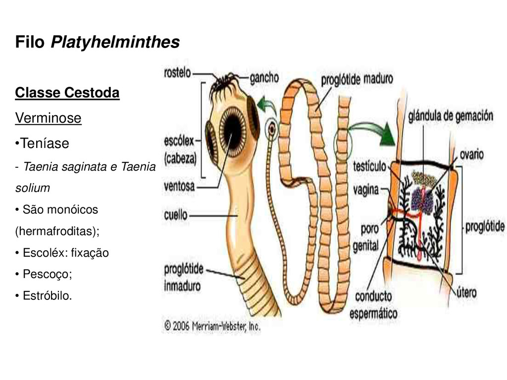 Platyhelminthes classe cestoda. Hogyan lehet férgekben férgeket ellenőrizni