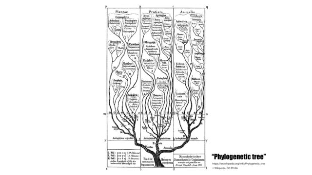 “Phylogenetic tree”
IUUQTFOXJLJQFEJBPSHXJLJ1IZMPHFOFUJD@USFF
8JLJQFEJB$$#:4"
