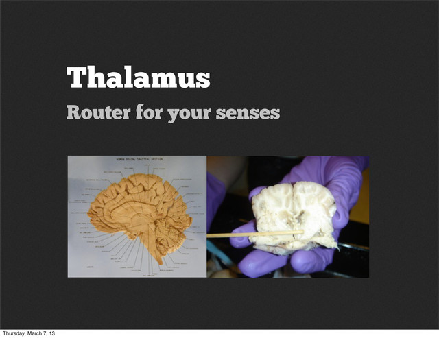 Thalamus
Router for your senses
Thursday, March 7, 13
