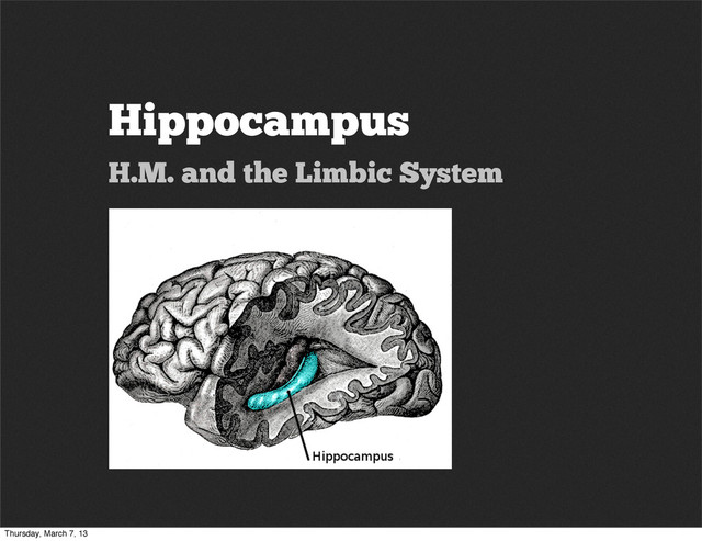 Hippocampus
H.M. and the Limbic System
Thursday, March 7, 13

