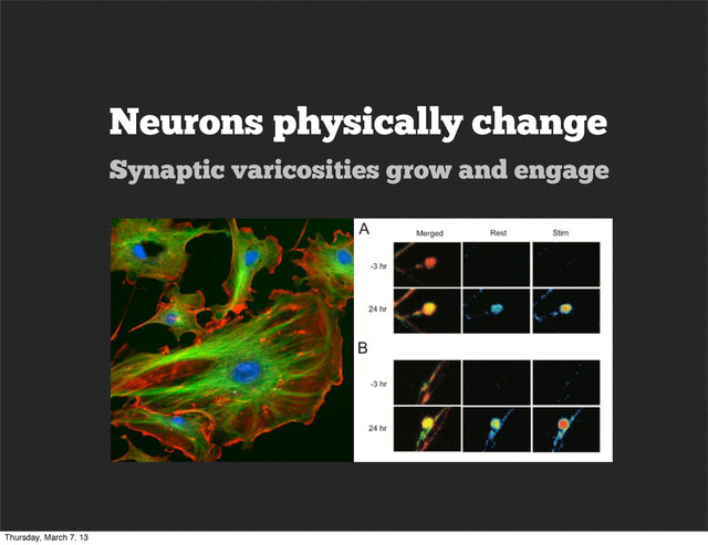 Neurons physically change
Synaptic varicosities grow and engage
Thursday, March 7, 13

