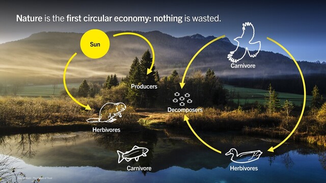 Cassini Nazir · The Shape of Trust
Nature is the first circular economy: nothing is wasted.
Herbivores
Carnivore
Carnivore
Decomposers
Producers
Herbivores
Sun
Cassini Nazir · The Shape of Trust

