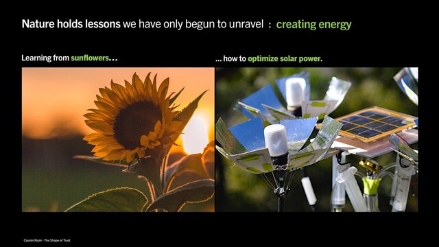 Cassini Nazir · The Shape of Trust
Nature holds lessons we have only begun to unravel : creating energy
harnessing the invisible
avoiding disaster
keeping cool
reducing pain
Learning from sunflowers… ... how to optimize solar power.
