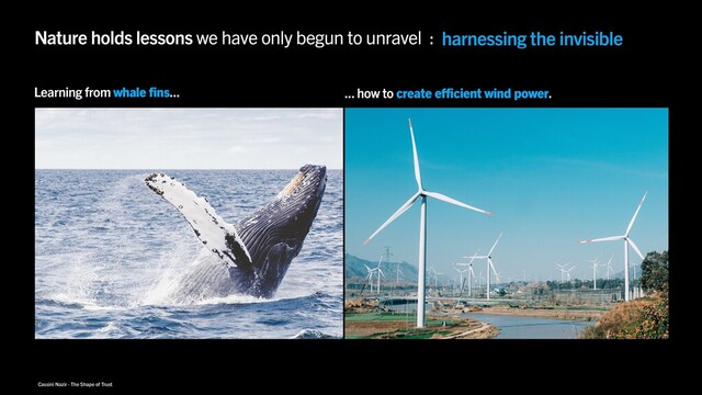 Cassini Nazir · The Shape of Trust
Nature holds lessons we have only begun to unravel : harnessing the invisible
avoiding disaster
keeping cool
reducing pain
Learning from whale fins... ... how to create efficient wind power.

