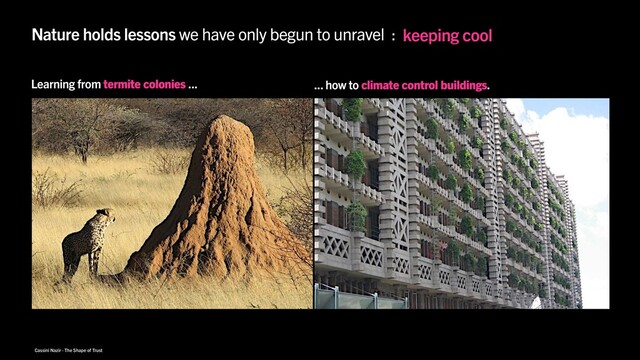 Cassini Nazir · The Shape of Trust
Nature holds lessons we have only begun to unravel : keeping cool
reducing pain
Learning from termite colonies ... ... how to climate control buildings.
