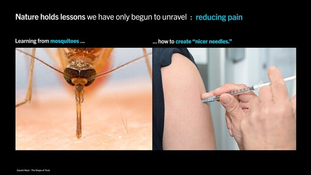 Cassini Nazir · The Shape of Trust
Nature holds lessons we have only begun to unravel : reducing pain
Learning from mosquitoes ... ... how to create “nicer needles.”
