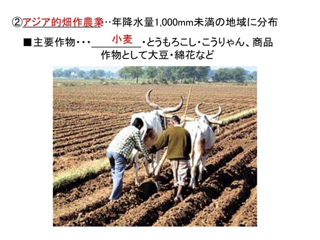 ② …年降水量1,000mm未満の地域に分布
アジア的畑作農業
■主要作物・・・ ・とうもろこし・こうりゃん、商品
作物として大豆・綿花など
小麦
