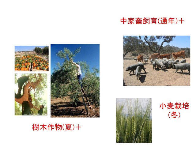 +
樹木作物(夏)＋
中家畜飼育(通年)＋
+
小麦栽培
(冬)

