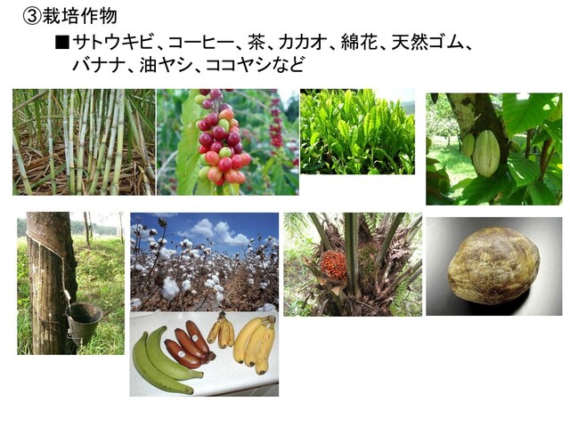 ③栽培作物
■サトウキビ、コーヒー、茶、カカオ、綿花、天然ゴム、
バナナ、油ヤシ、ココヤシなど

