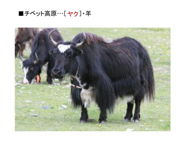 ■チベット高原…［ ］・羊
ヤク
