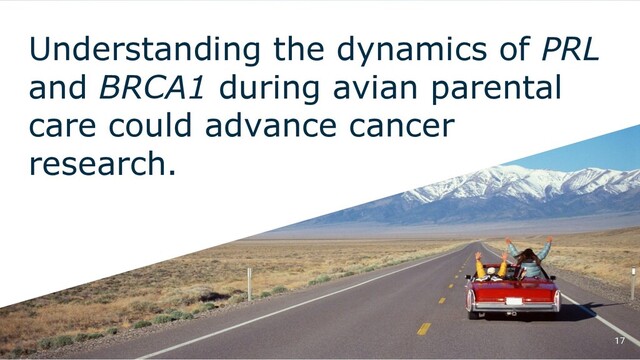 Understanding the dynamics of PRL
and BRCA1 during avian parental
care could advance cancer
research.
17
