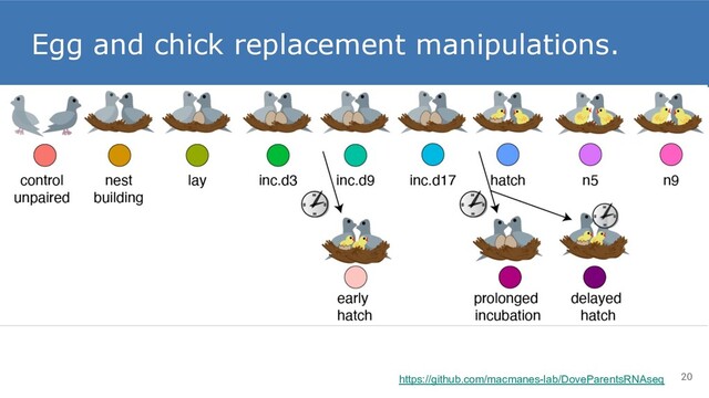 Egg and chick replacement manipulations.
20
https://github.com/macmanes-lab/DoveParentsRNAseq
