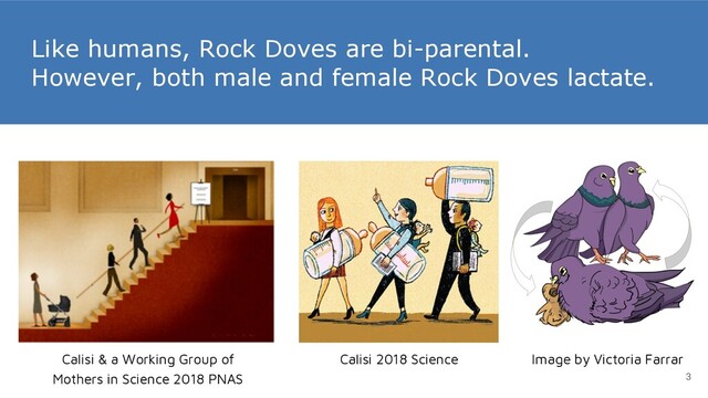 Like humans, Rock Doves are bi-parental.
However, both male and female Rock Doves lactate.
Image by Victoria Farrar
Calisi & a Working Group of
Mothers in Science 2018 PNAS 3
Calisi 2018 Science
