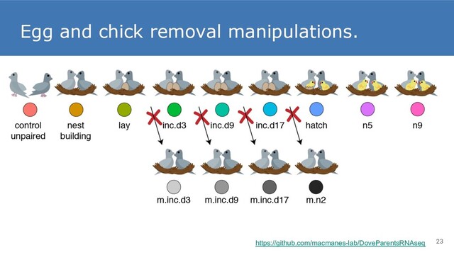 Egg and chick removal manipulations.
23
https://github.com/macmanes-lab/DoveParentsRNAseq
