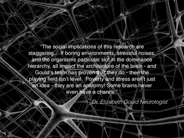 “The social implications of this research are
staggering… If boring environments, stressful noises,
and the organisms particular slot in the dominance
hierarchy, all impact the architecture of the brain - and
Gould’s team has proven that they do - then the
playing ﬁeld isn’t level. Poverty and stress aren’t just
an idea - they are an anatomy! Some brains never
even have a chance.”
- Dr. Elizabeth Gould Neurologist
