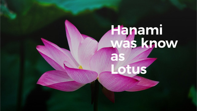 Hanami
was know
as
Lotus
